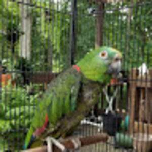 Meet your Posher, Blue